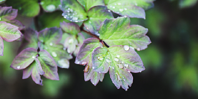 江南区宣布入梅 不包括上海 你觉得梅雨离你还有多远 周到