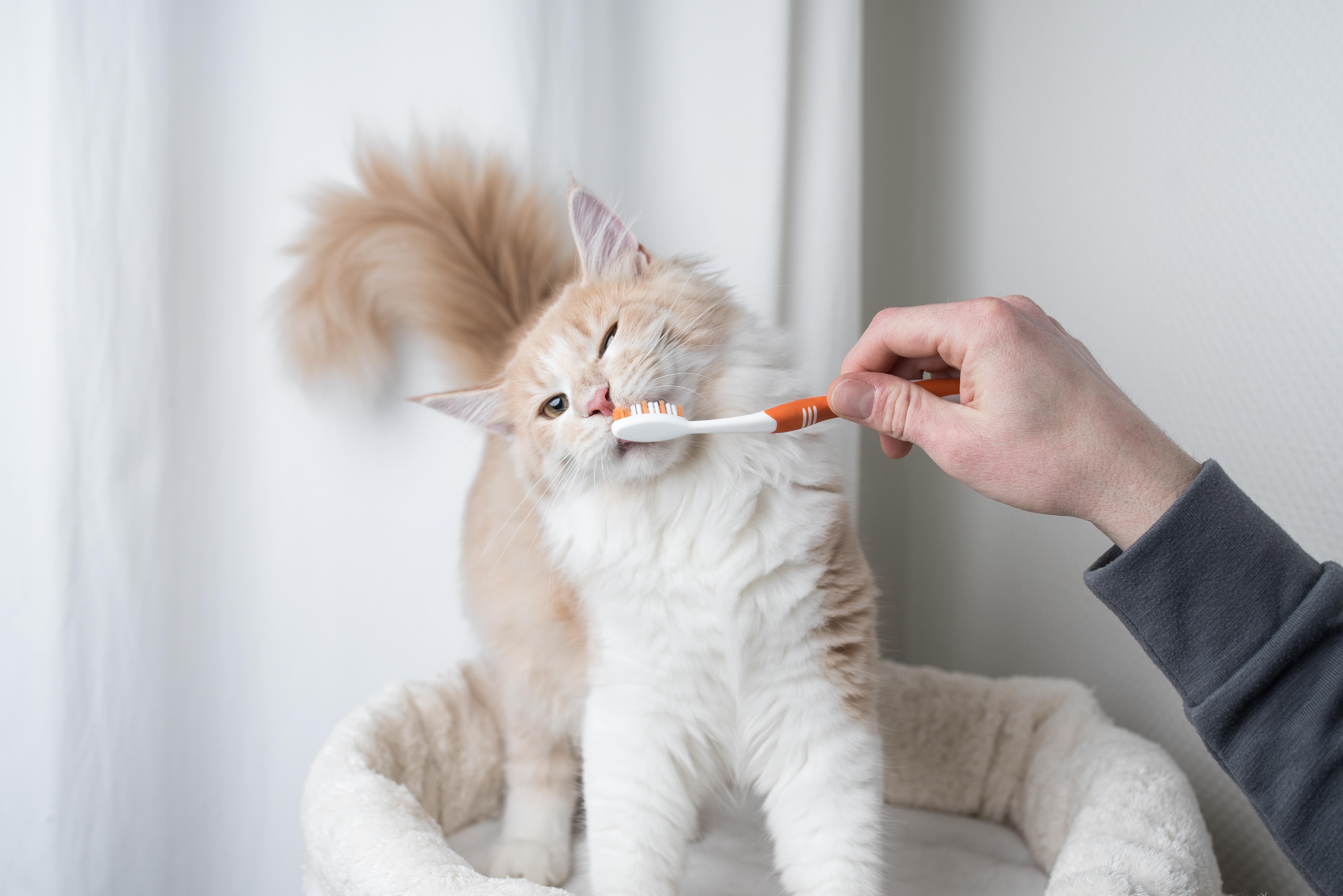 养猫100问｜如何给猫刷牙？ - 知乎