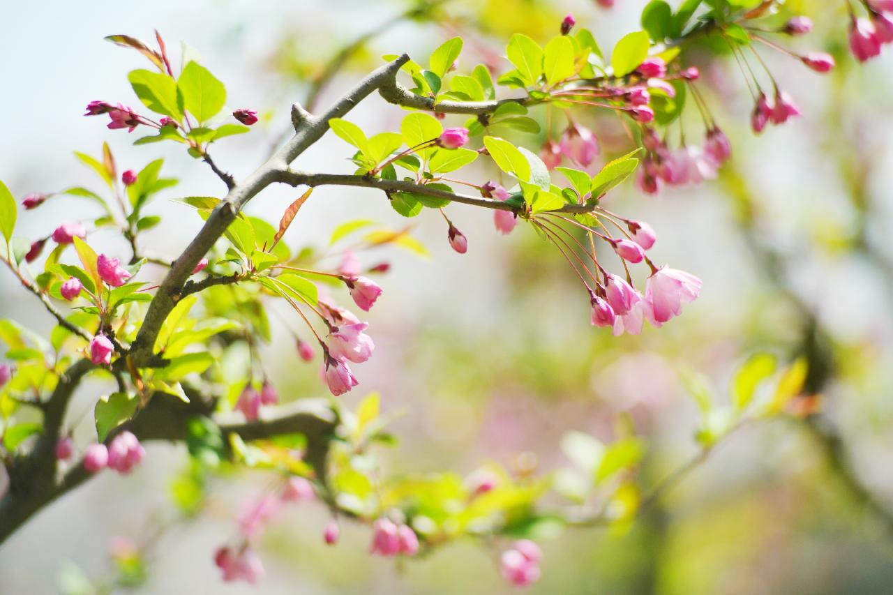 垂丝别得一风光 粉粉的海棠开啦 它们可是樱花的 姐妹 居家云赏花 海棠