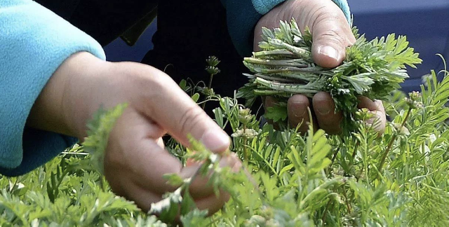 周到晨报沪上新增10家可办理新国标检验车检站春天挖野菜小心这些地方