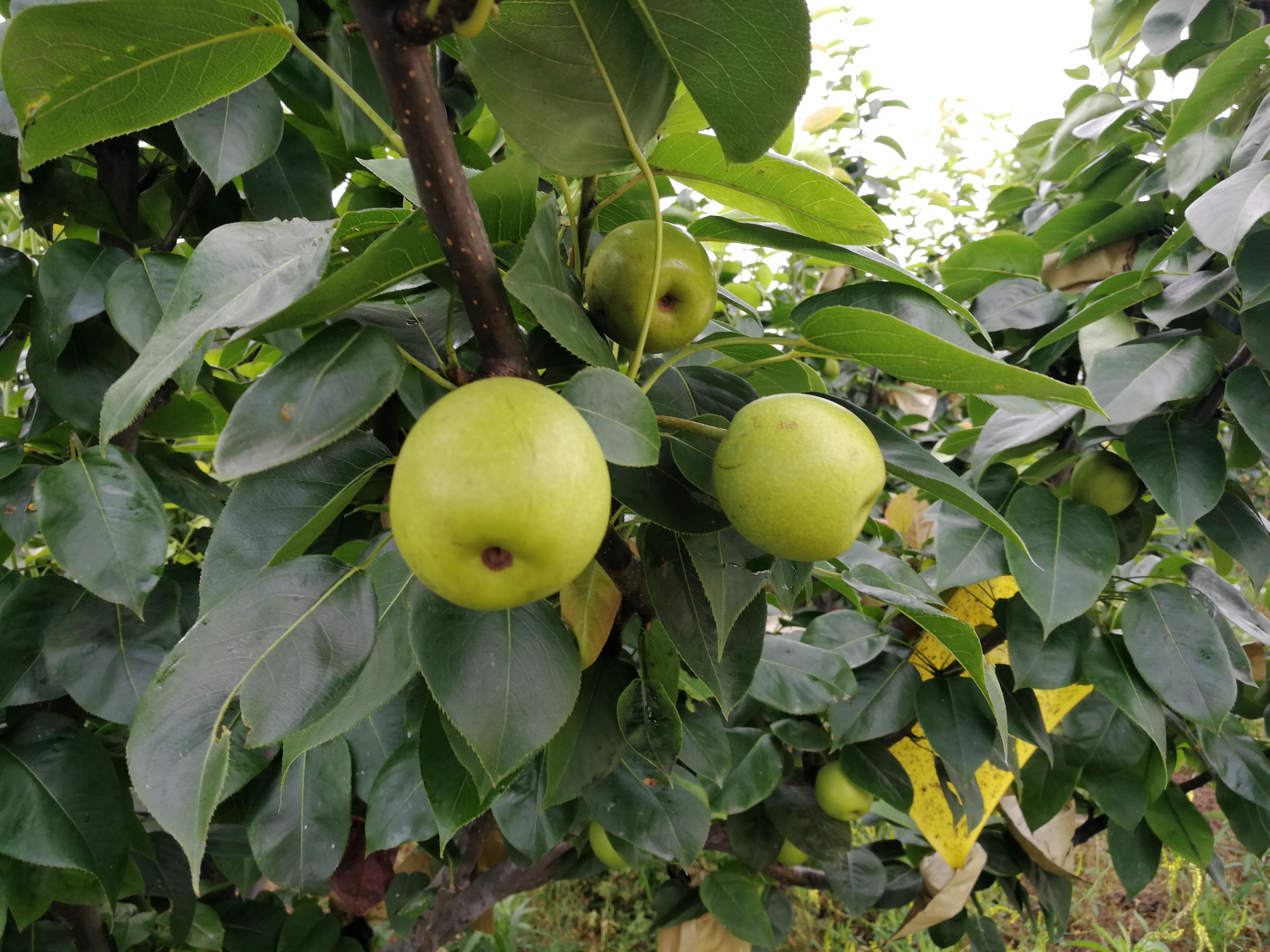魔都最好吃,最受欢迎的梨今起上市!品牌"南汇蜜梨"今年减产,想吃抓紧!