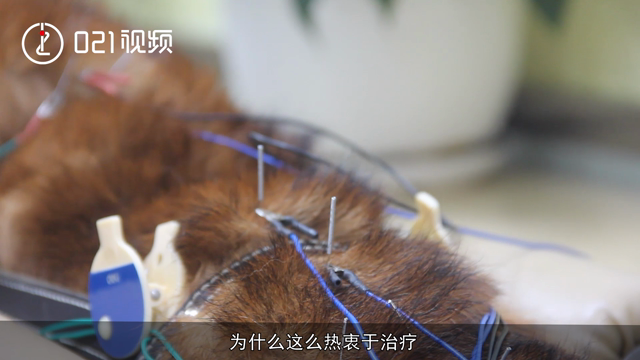 听过中兽医吗？为宠物针灸治疗瘫痪，平均每天接待20只患者 - 周到