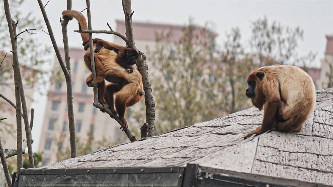 第一个中国生红吼猴宝宝迎客了!来上野踏青吧