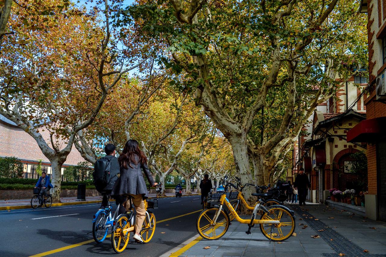 漫步骑行梧桐树下，赏初冬限定景色，错过再等一年 | 晨镜头 - 周到