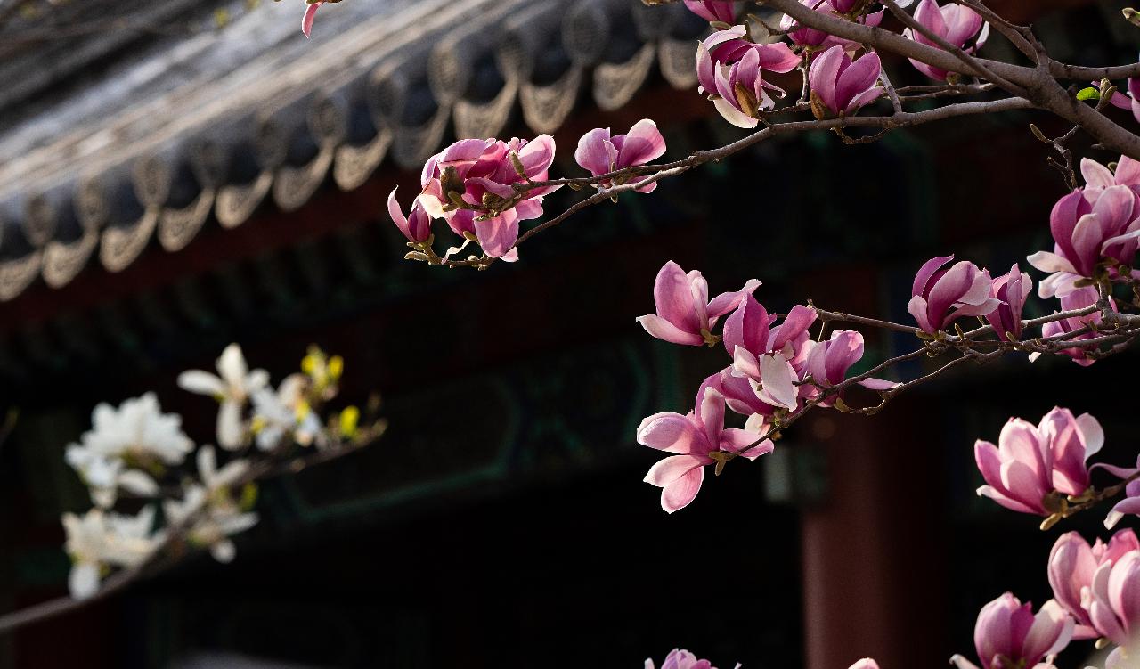 紫玉兰是易危物种，皇家才能养？紫色玉兰更有可能是…… ｜ 花博士小课堂 - 周到